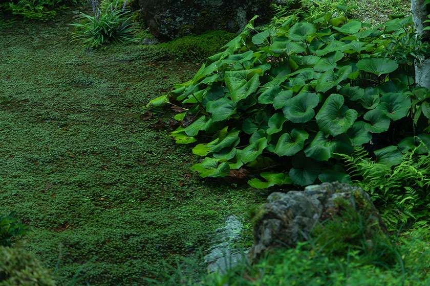 青岸寺の庭園に広がる苔の絨毯